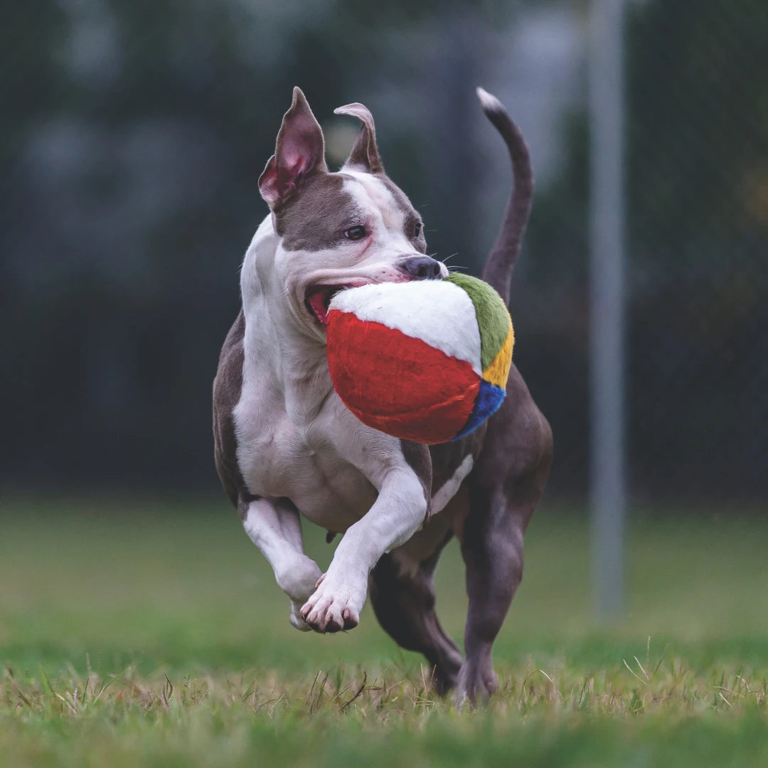Fluff & Tuff Beach Ball
