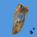 Honey I'm Home Honey Coated Buffalo Ear