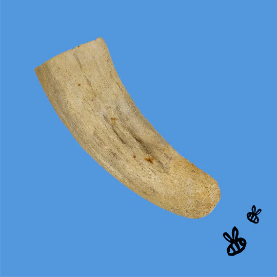 Honey I'm Home Horn Corn
