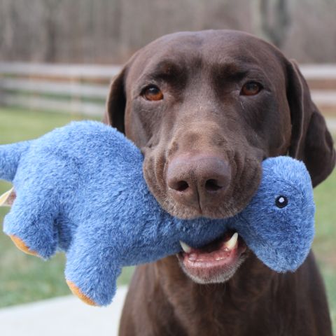 Territory Brontosaurus Squeak Toy