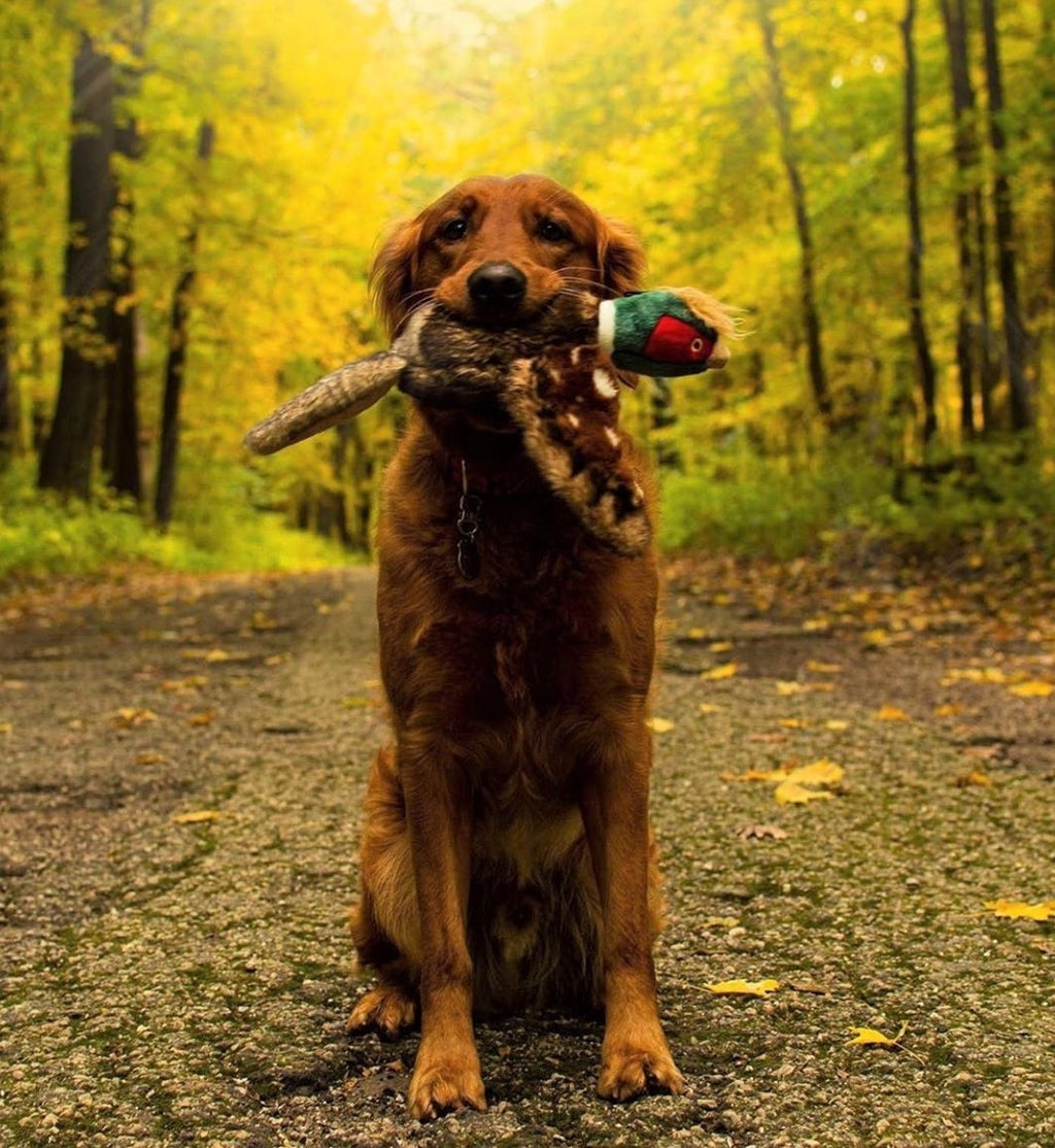 Fluff & Tuff Ike Pheasant