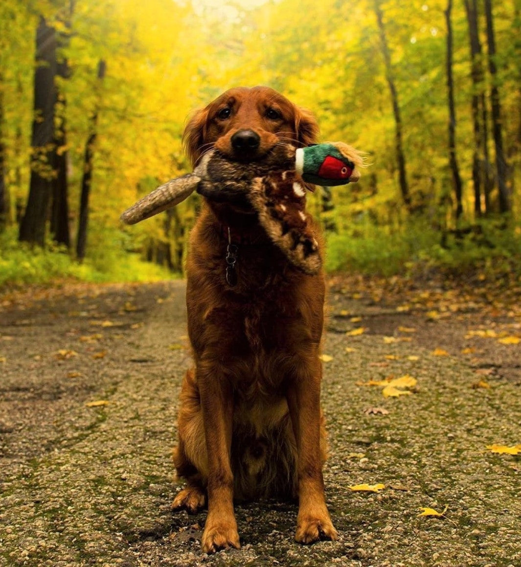 Fluff & Tuff Ike Pheasant