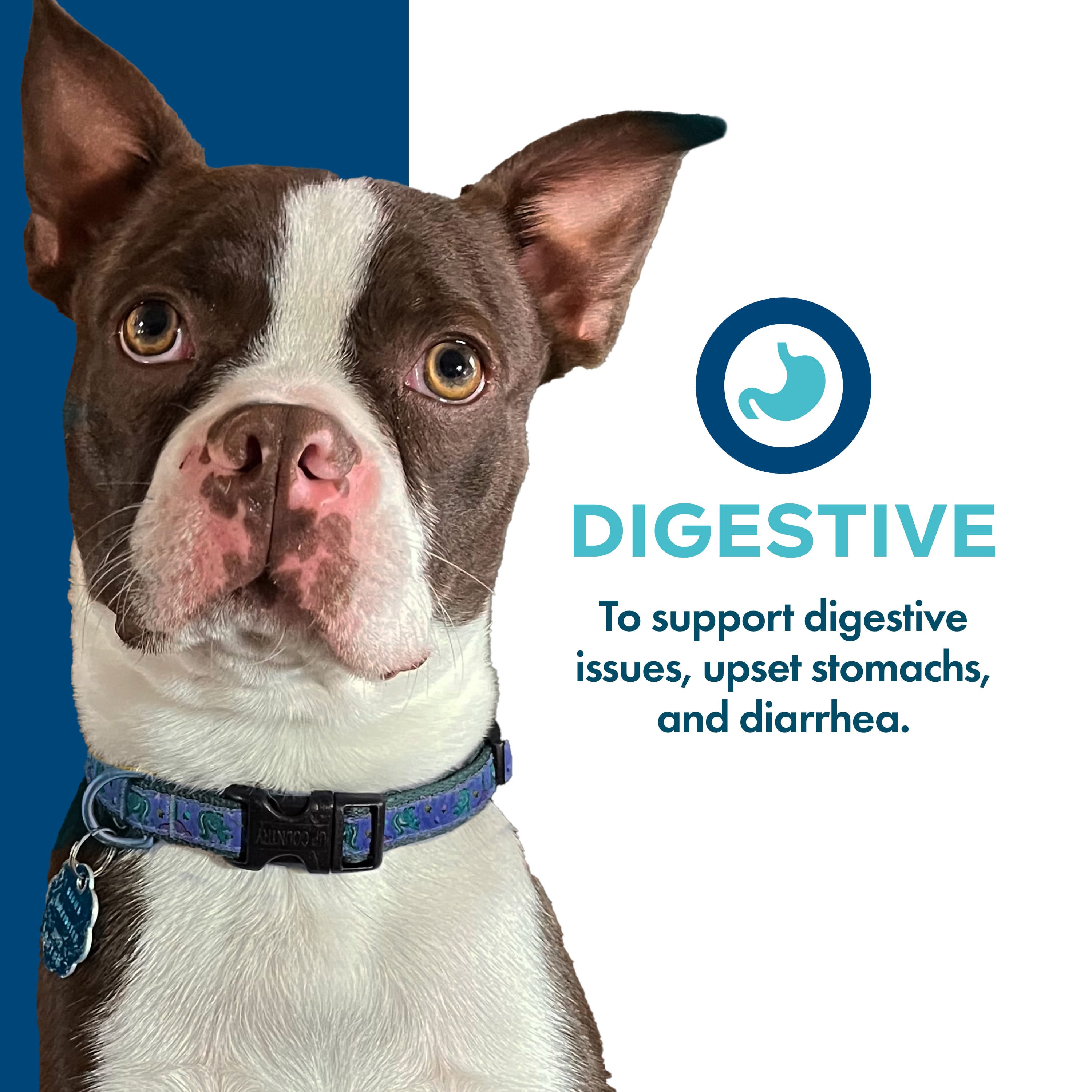 Fromm Digestive Pate