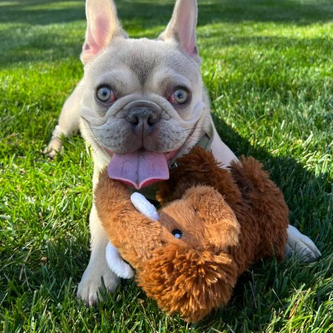 Territory Wooly Mamouth Dog Toy